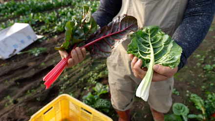 ACQUAPAZZA日高良美シェフと行く
「よこすか野菜生産地ツアー」